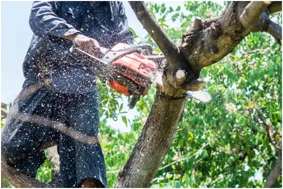 tree services Wautoma